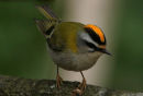 Firecrest
